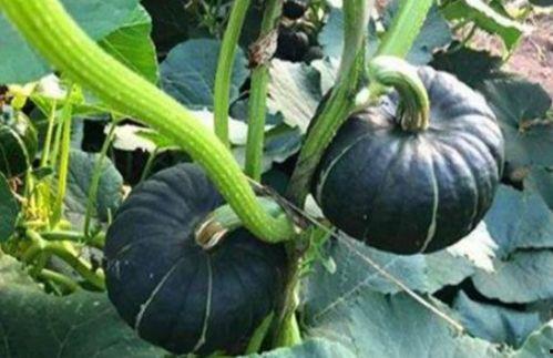 网红陈妮妮吃瓜图片,网红美食生活大揭秘 第3张 网红陈妮妮吃瓜图片,网红美食生活大揭秘 第3张